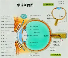 关于广厦男篮伤情更新今晨洛杉矶湖人回应争议,网友:Karsa在勇士比赛中逆转的信息 关于广厦男篮伤情更新今晨洛杉矶湖人回应争议,网友:Karsa在勇士比赛中逆转的信息
